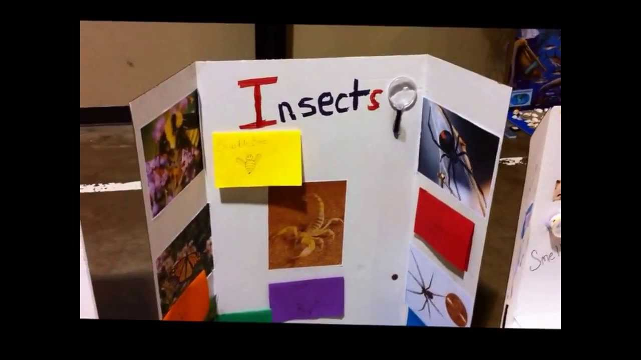 10 Perfect Science Projects Ideas For 2Nd Graders 2nd grade science fair 2013 youtube 4 2024