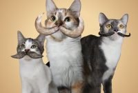 214 best animal cause ideas images on pinterest | animal shelter