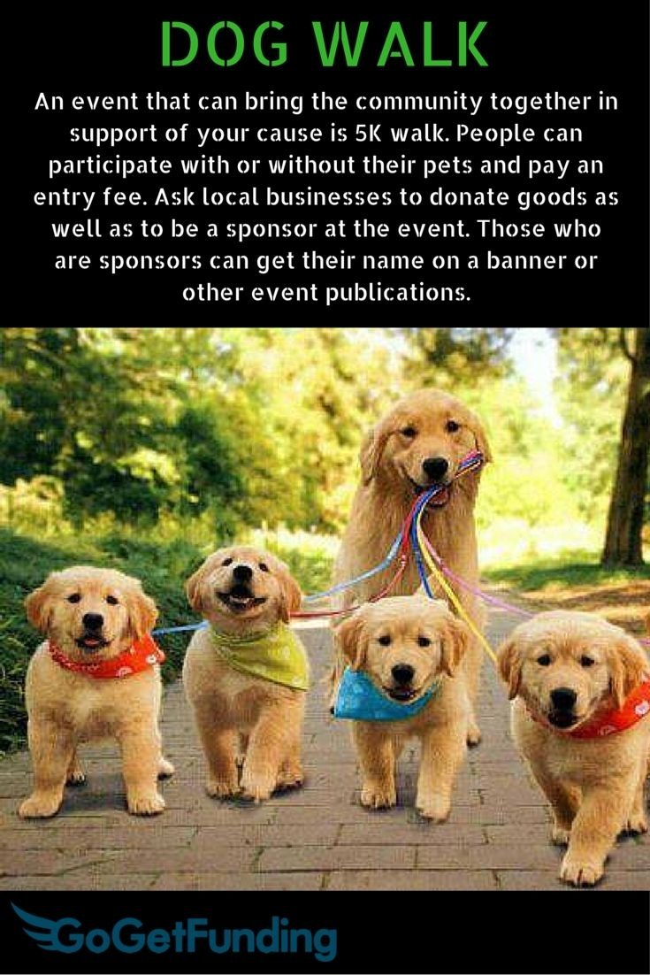10 Most Recommended Fundraising Ideas For Animal Shelters 22 best fundraising ideas for animal shelters images on pinterest 2022