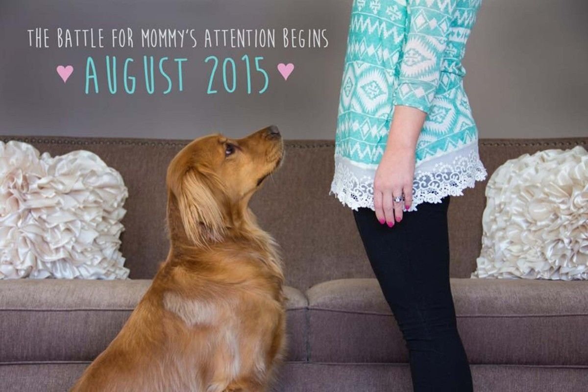 10 Stunning Baby Announcement Ideas With Dogs 50 adorable dogs who shared their familys pregnancy news in the 1 2023