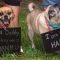 50 adorable dogs who shared their family's pregnancy news in the