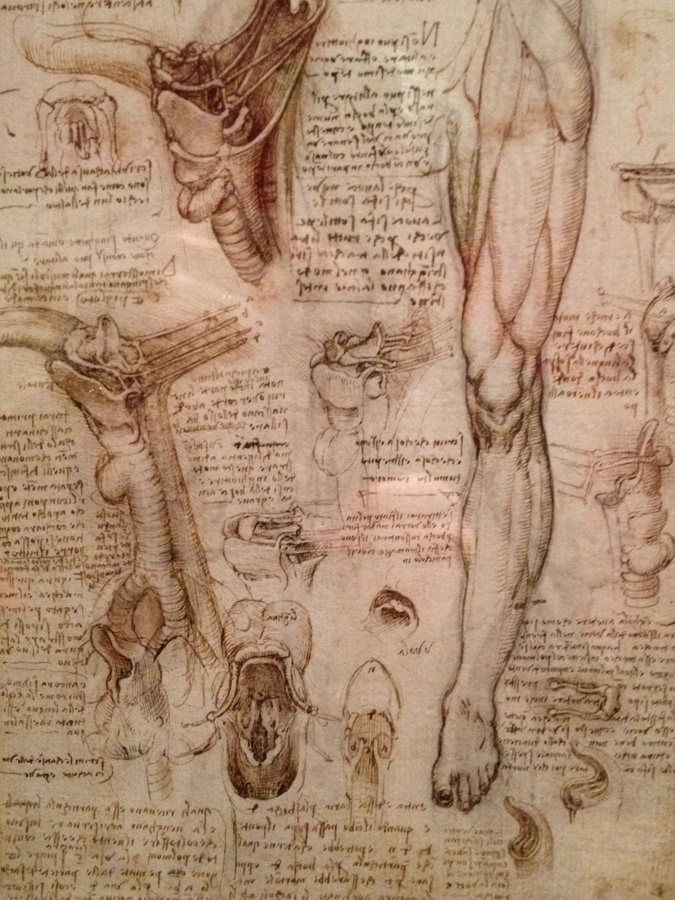 10 Nice Leonardo Da Vinci Used Drawings To Explore Ideas In 7fc9a01a7aac98135daa5ff9ceaf0c41 2204x2938 pixels physical 2022
