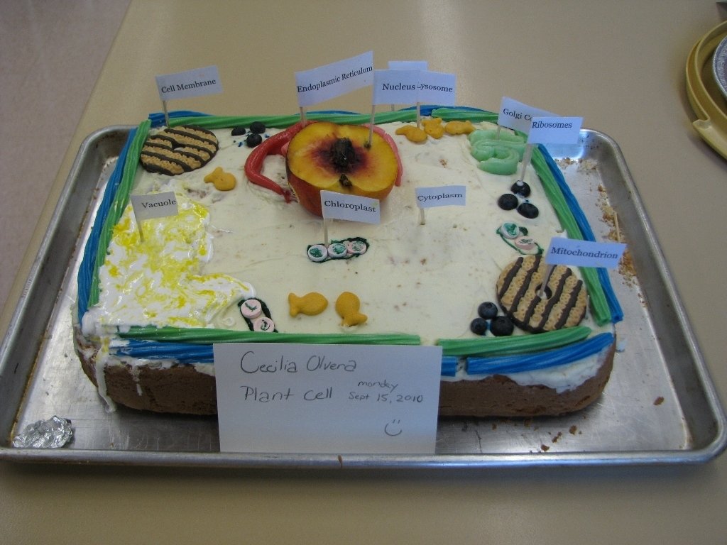 10 Ideal Edible Plant Cell Project Ideas 8th grade edible cells project 2022