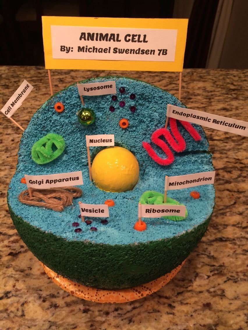 10 Trendy 3D Animal Cell Model Project Ideas animal cell model pinteres 2 2022