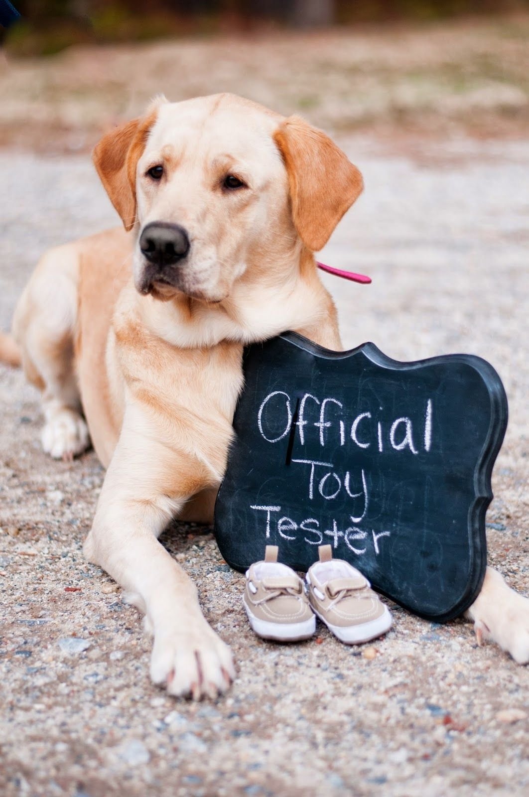 10 Stunning Baby Announcement Ideas With Dogs baby announcement photos photography pinterest babies 2022