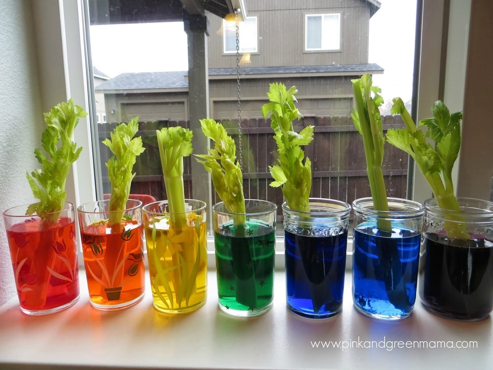 10 Great Science Fair Project Ideas For Kids celery science colored stalk and leaves experiement preschool art 2023