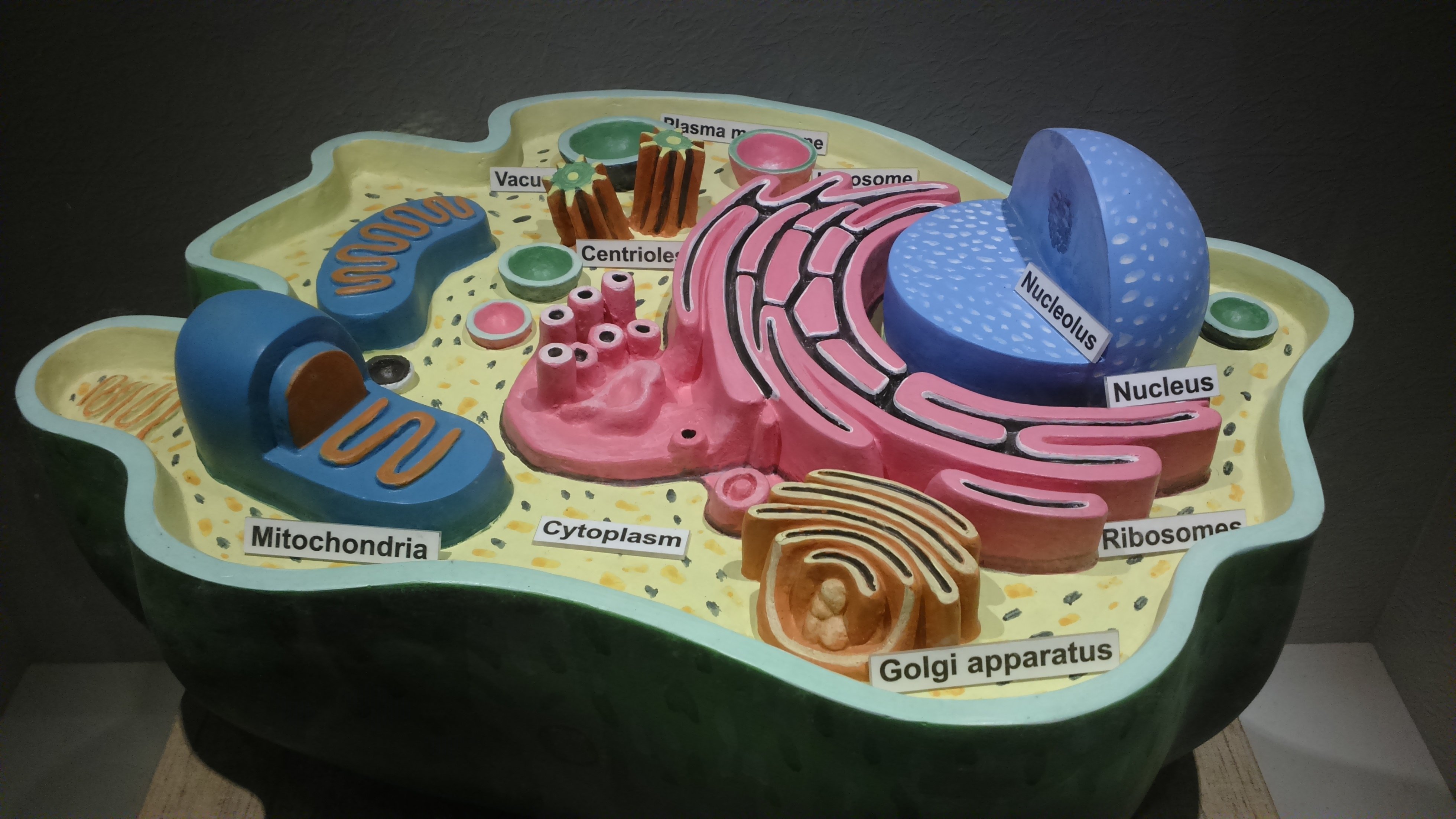 10 Trendy 3D Animal Cell Model Project Ideas cellular biology google search microscopic wildlife pinterest 2022