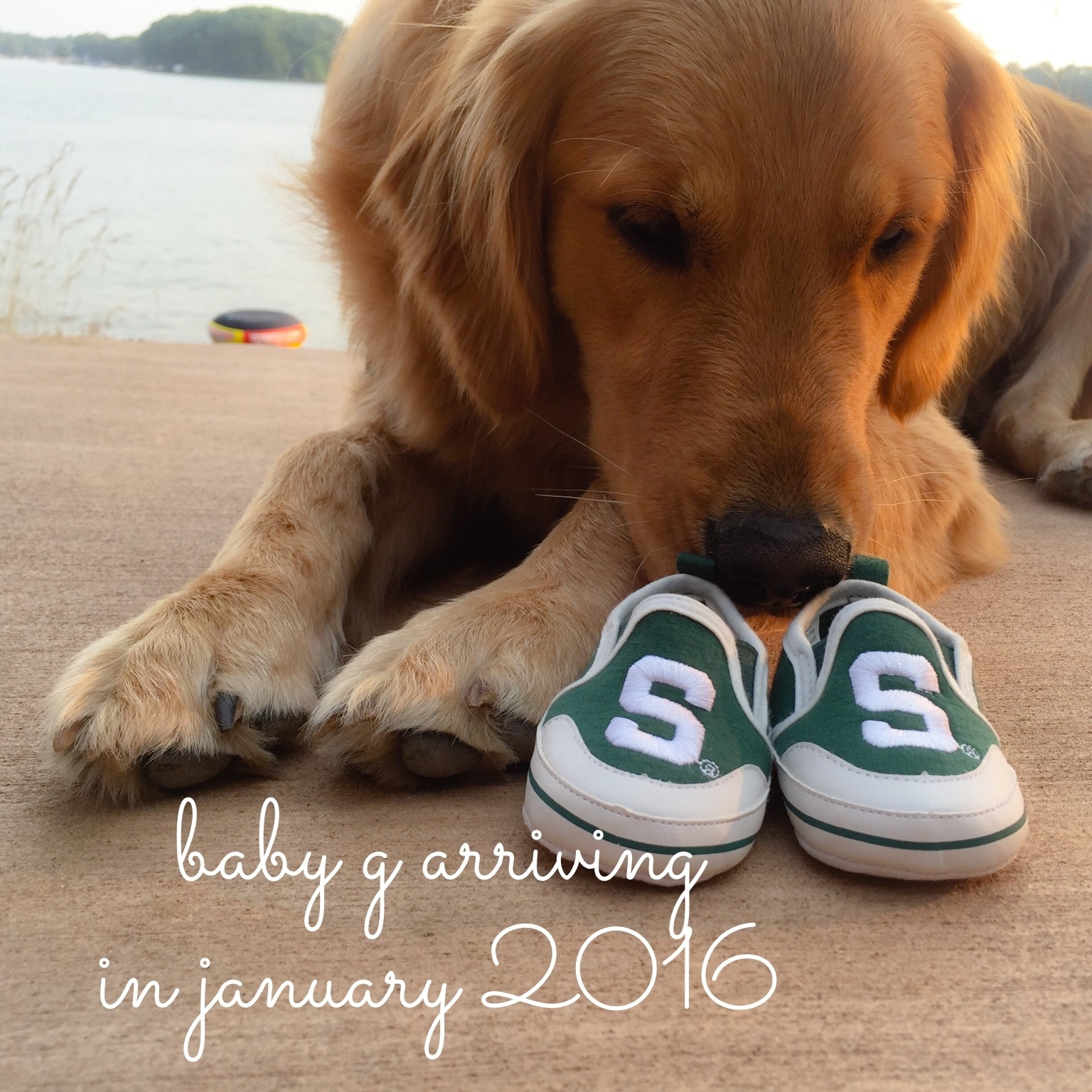 10 Stunning Baby Announcement Ideas With Dogs %name 2022