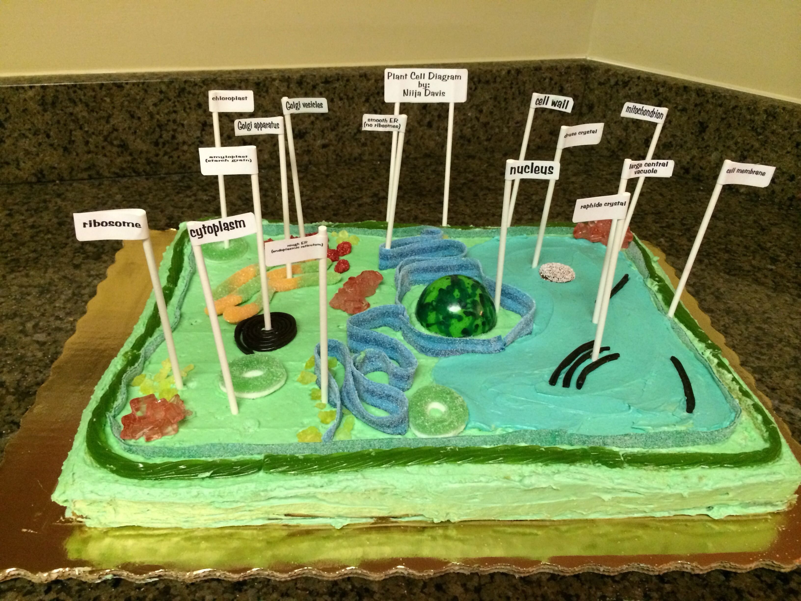 10 Ideal Edible Plant Cell Project Ideas edible plant cell project things i have created pinterest 2022