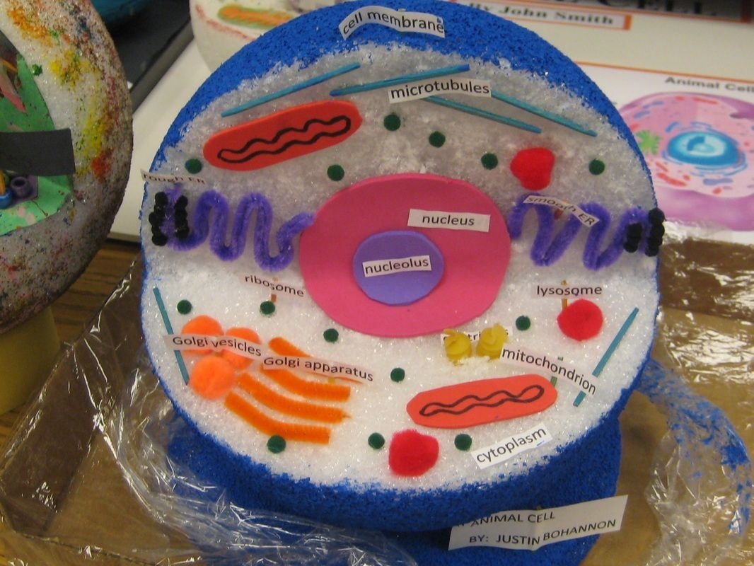 10 Trendy 3D Animal Cell Model Project Ideas homemade cell model project ideas bing images biology 1 2022