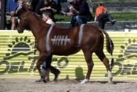 horse and rider costume ideas | third place and the yellow ribbon