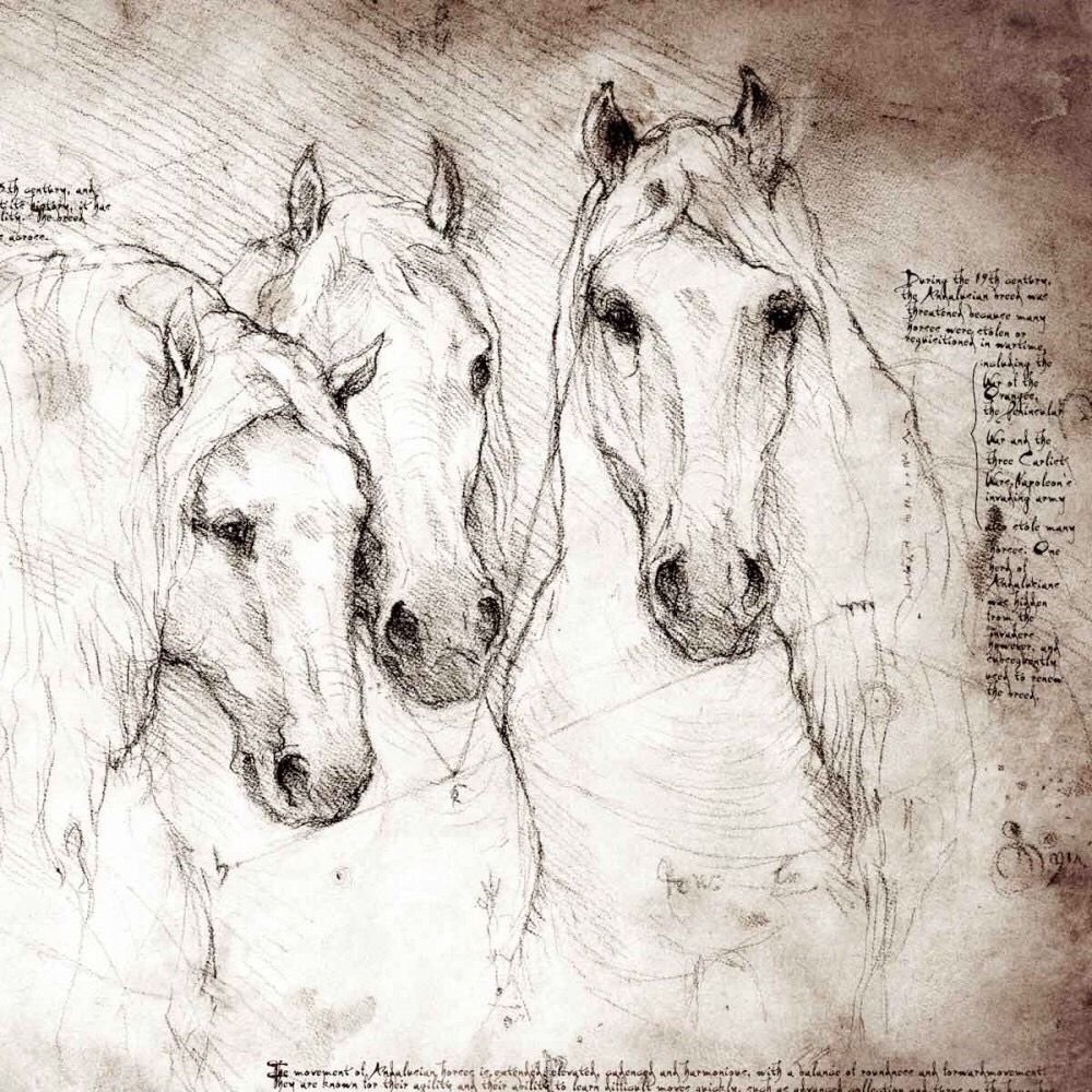 10 Nice Leonardo Da Vinci Used Drawings To Explore Ideas In horses after the stye of leonardo da vinci davincisdogs 2022