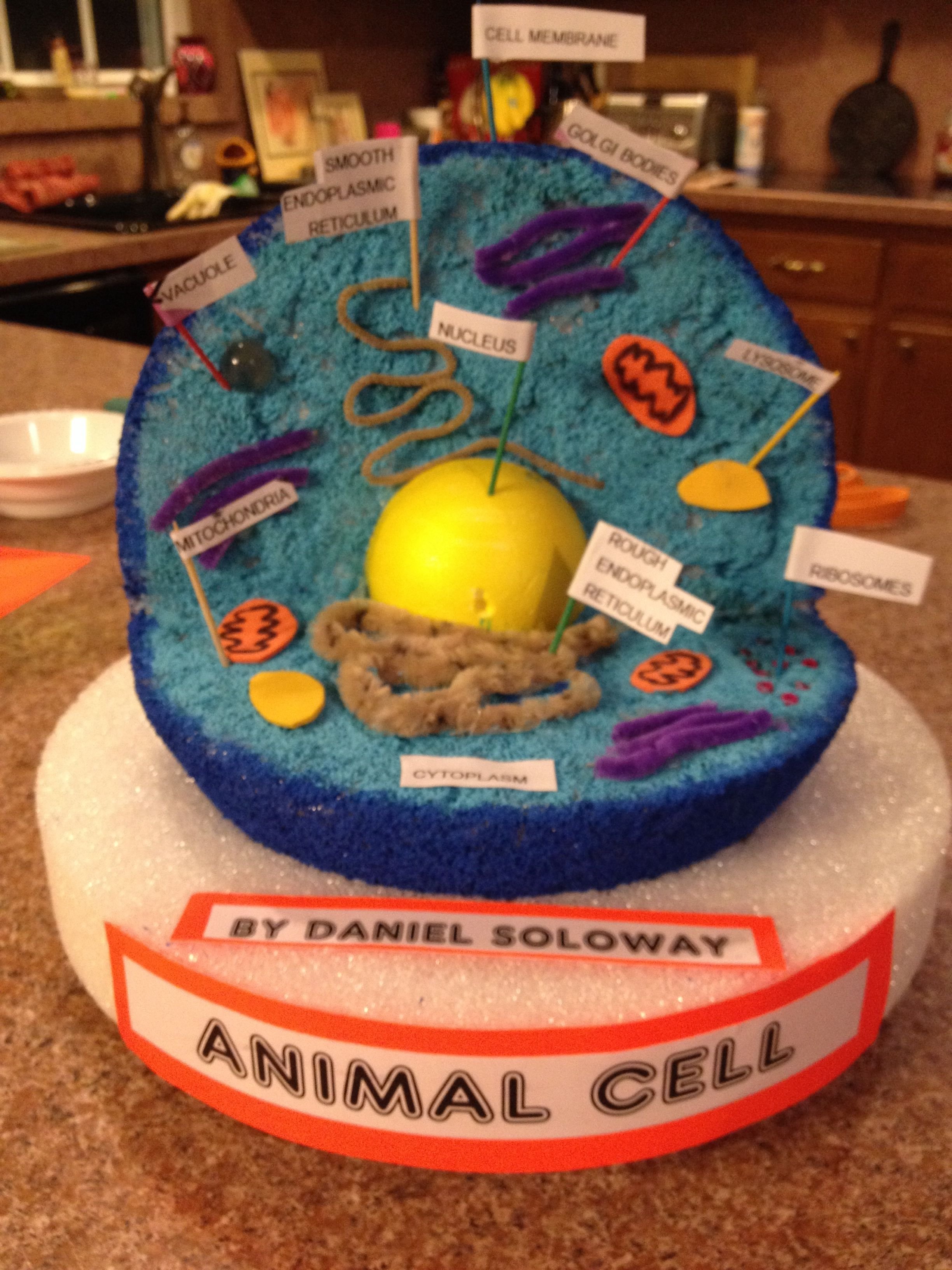 10 Trendy 3D Animal Cell Model Project Ideas how to make a animal cell model with home objects how to make a 4 2022
