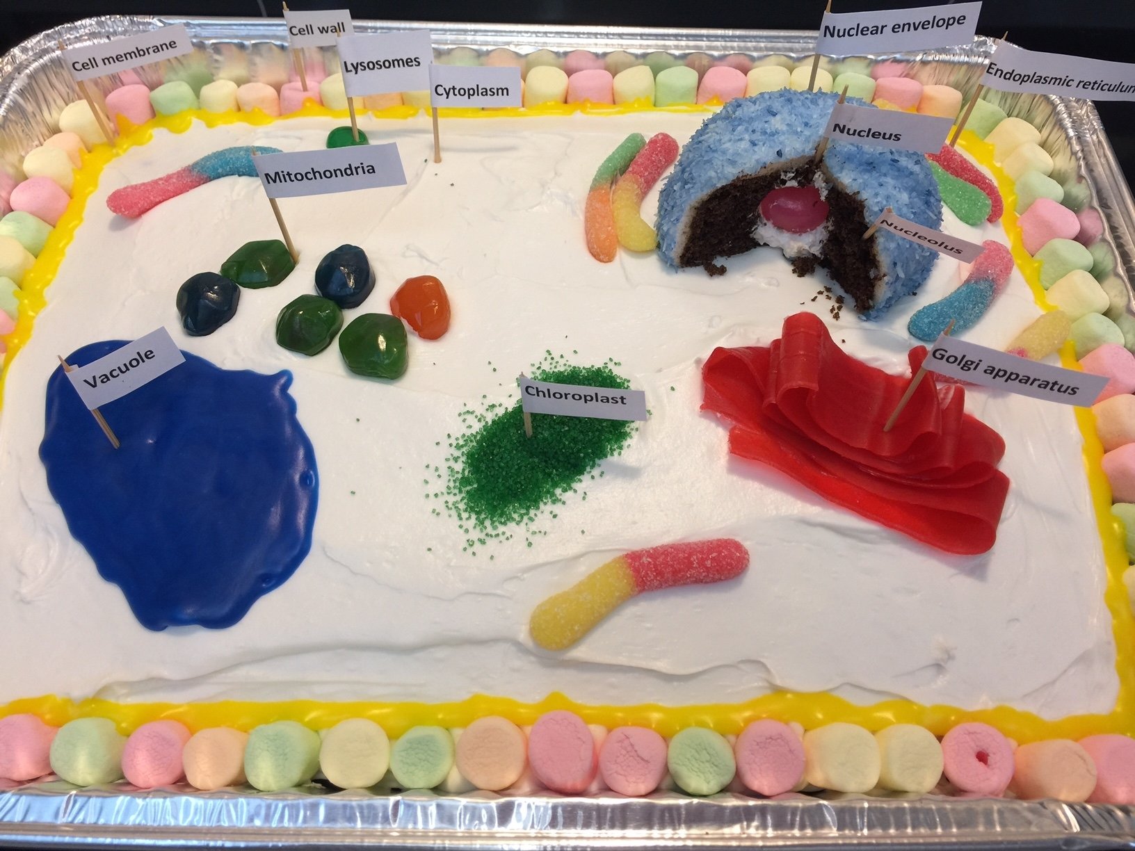 10 Ideal Edible Plant Cell Project Ideas how to make an edible plant cell project for school 2022