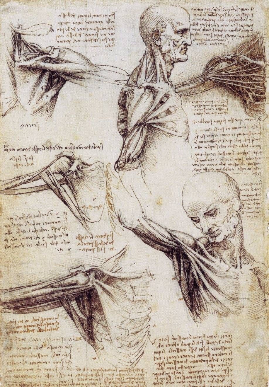 10 Nice Leonardo Da Vinci Used Drawings To Explore Ideas In leonardo da vinci drawings portfolio ideas sketchbooks and art 2022