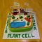 plant cell. biology homework. | diy &amp; crafts that i love | pinterest
