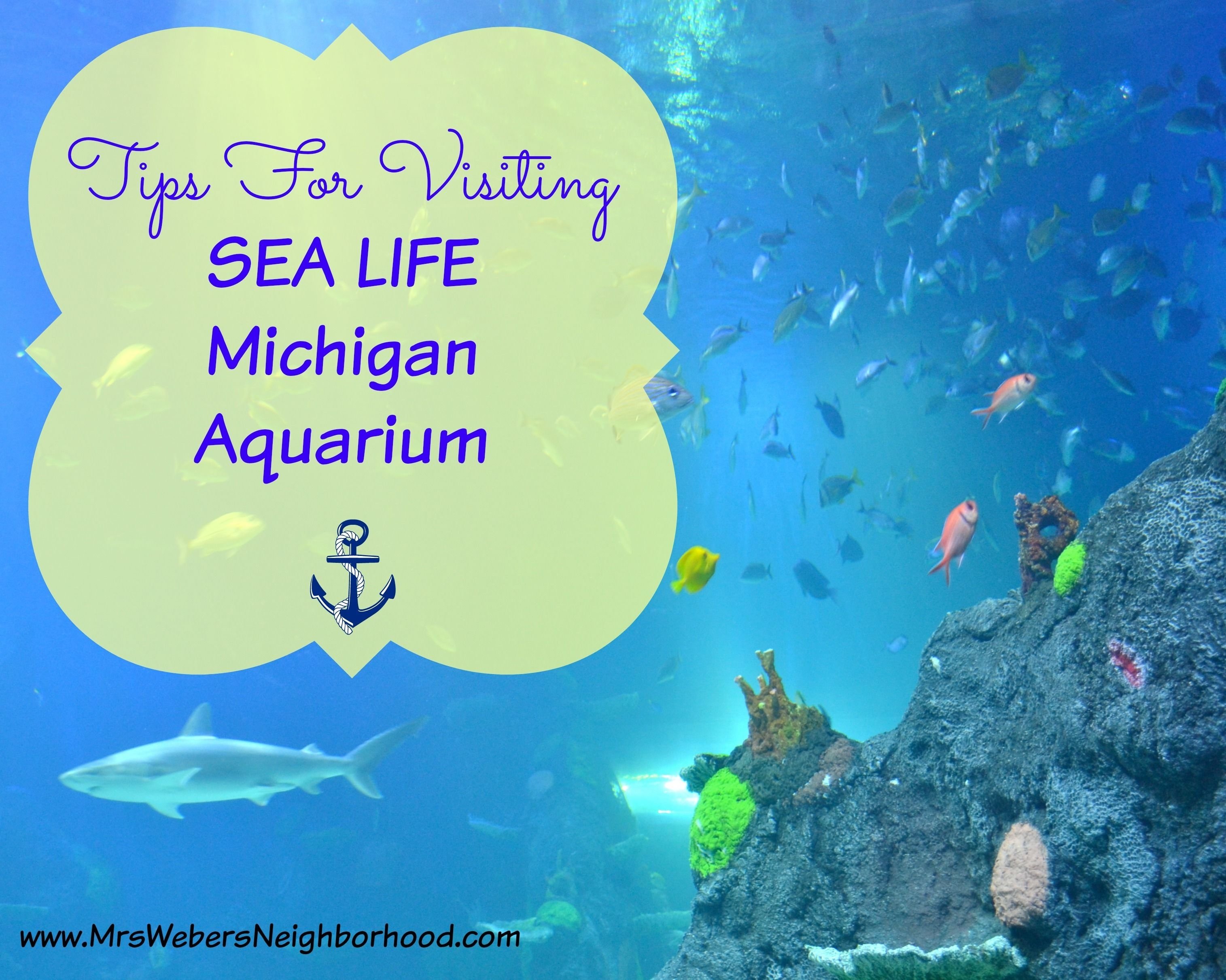 10 Elegant Spring Break Ideas In Michigan tips for visiting sea life michigan aquarium auburn hills 2022