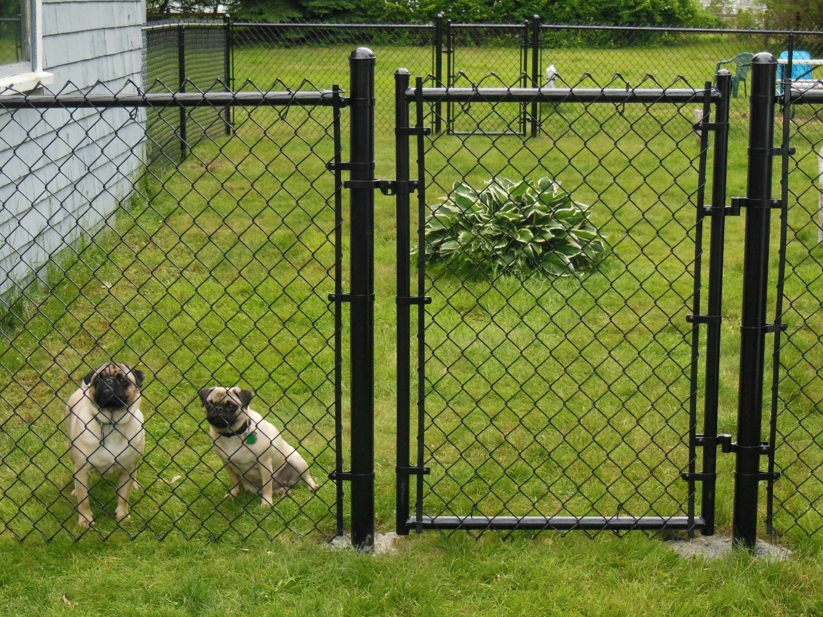 10 Stylish Cheap Fencing Ideas For Dogs 2020
